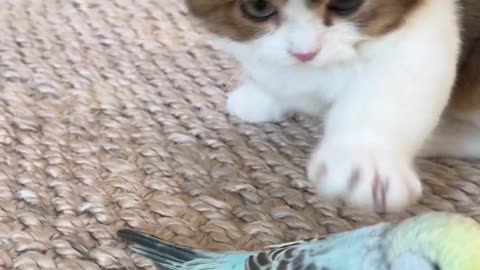 Funny Cat 😺 & Bird 🕊️ Relationship 😍 Joy Funny Factory