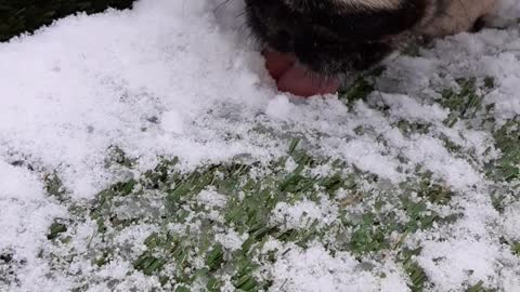 Pug Eating Snow