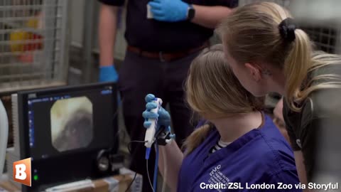 THAT'S THE SPOT! Endangered Lion with Earache Gets Ear Cleaning, Foot Massage