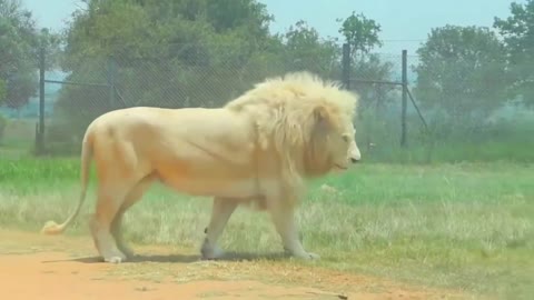 ery rare White Lion, regal. The lion Fantastic Animal is a rare species in Tiktok