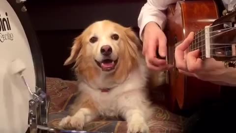 🥁 Funny | Drum Dog Grooves: When Canines Find Their Beat! | FunFM