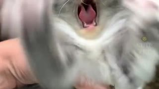 funny cat