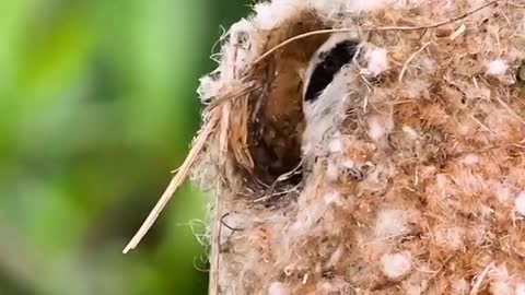 White-crowned climbing sparrow