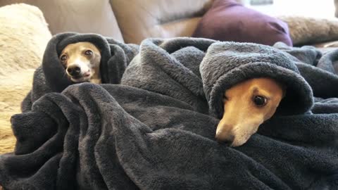 My Canines Enjoy Blankets (and Other Warm Things)