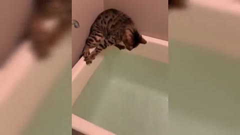 The cat wants to avoid falling