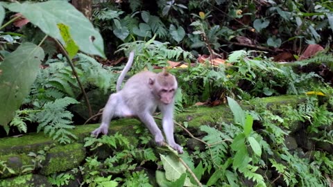 "Jungle Joy: Adorable Monkey steals the show in forest rumble!"