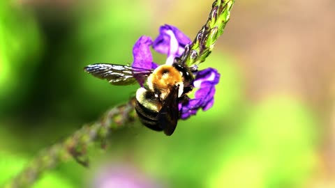 Bee feeding from the flower nectar