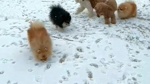 Cute Dogs are Playing in the Forest Snow.