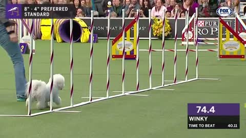 Watch 5 of the best WKC Dog Show moments to celebrate National Puppy Day | FOX SPORTS