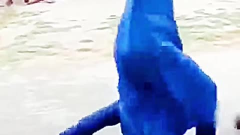 Nagin dance viral video