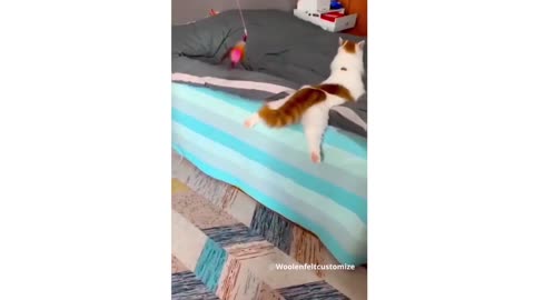 Funny Animal Videos 2022 😂 - Funniest Dogs And Cats Videos 😺😍