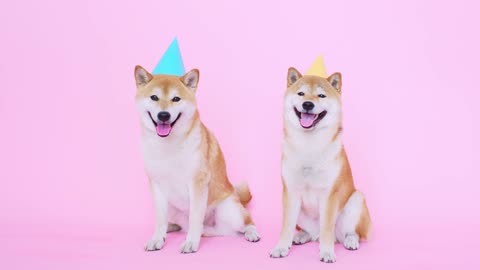 Cute Shiba Inu Dogs With Party Hats