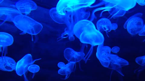 Amazing jellyfish!!
