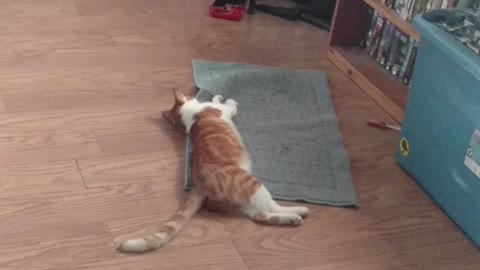 Silly Squeeker on a rug