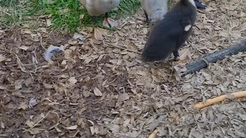 Labrador once again scared of ducklings
