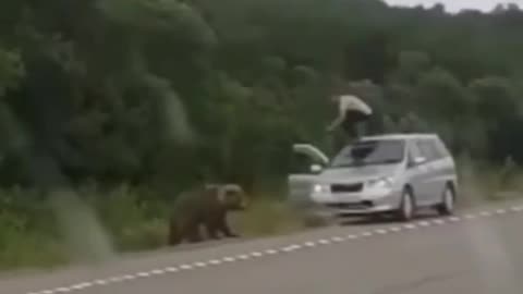 Bear almost landed a weasel for lunch 🤣🤣