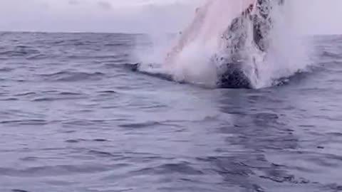 Have you ever see how whale do their jump Please share and Like 😊😊