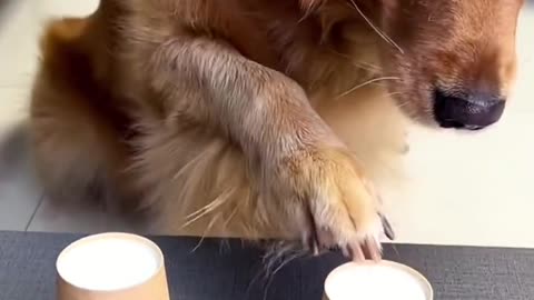 Beautiful dogs 🐶 trending video