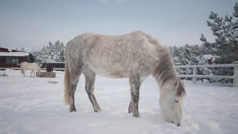 Beautiful horses standing at the winter ranch. Concept of horse breeding. Slow motion