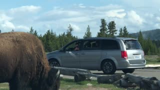 Bison Charges Tourists in Yellowstone National Park