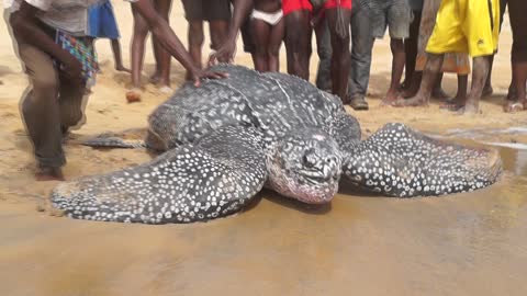 Sea Turtle Conservation in Liberia - Trokon Saykpa