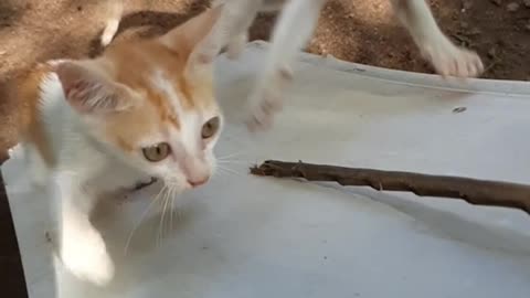 Cute Kittens Playtime