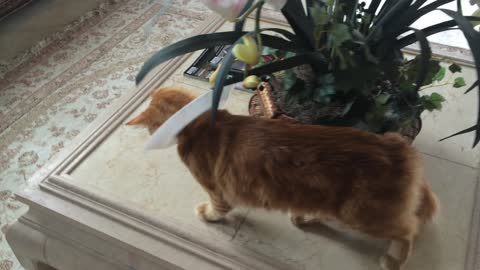 Jack the Cat demos Paper Plate E-Collar part 2