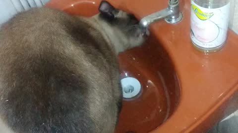 beautiful cat drinking water from the sink very beautiful 2022 2222