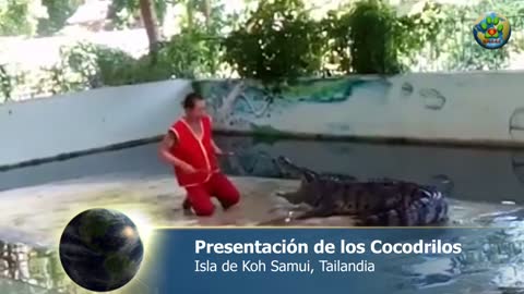 Cocodrilo muerde la cabeza de su manejador en pleno "espectáculo"