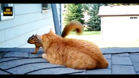 PLEASANT WILD SQUIRREL PLAYING WITH FAMILY CAT
