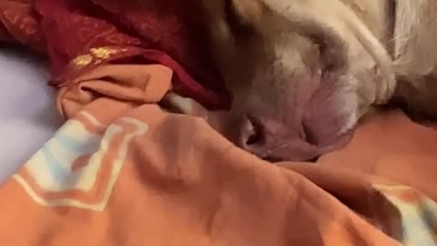 Dog sleeping peacefully