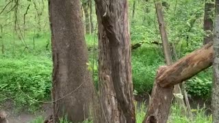 Shoulder Checking A Dead Tree To the Ground