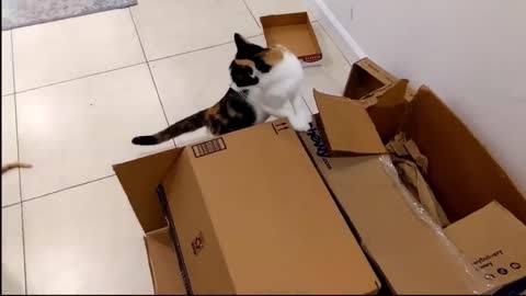 cute cat and his friend are smart and funny together, a collection of funny climbing animal videos