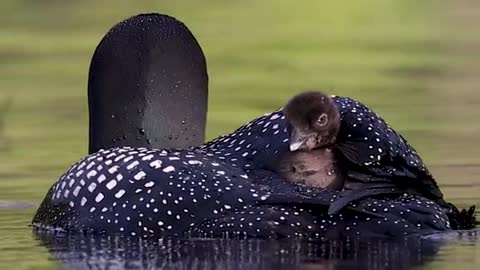 Common loon with a fish a little bit too big for his chick that is hitching a ride