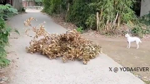 Branch Manager