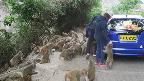 Monkeys going CRAZY over food at Kam Shan Country Park in Hong Kong