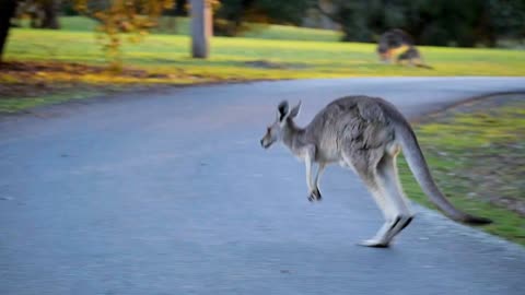 Kangaroo is walking through the road