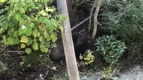 Female gorilla bites bully silverback