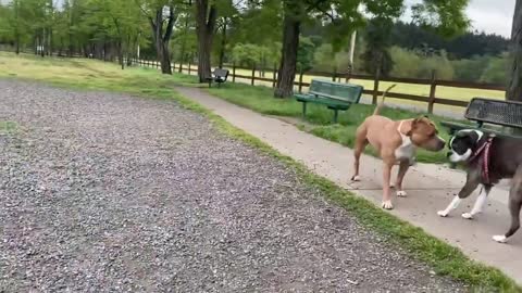 German Shepherd Attacks Pitbull Angry Dogs Fight