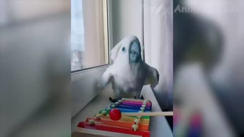 Animals Funny Videos 🤗