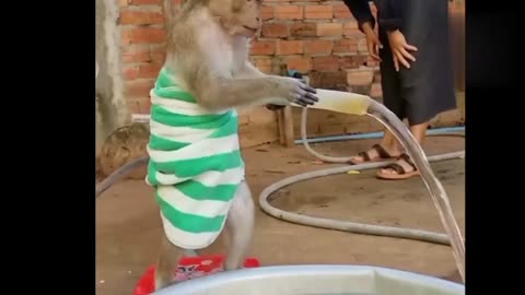 Monkey bath 🚿🛁🙉#short#short funny video #monkey