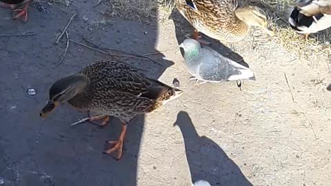very hungry ducks