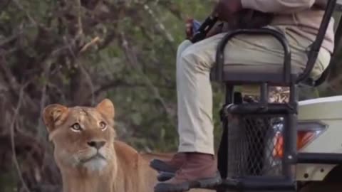 Lion encounter in safari