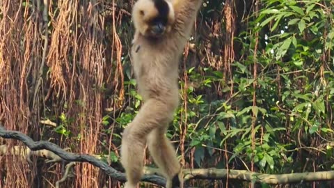 Monkey jumping