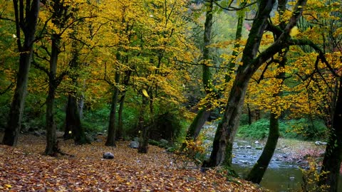 Iran fall in Hyrcanian forest