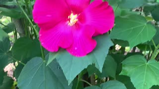 Rose Swamp Mallow Hibiscus