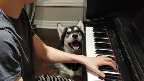 Husky sings along to owner's piano solo