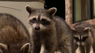 Raccoons Take Treats From Fork