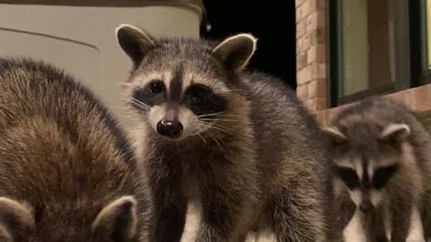 Raccoons Take Treats From Fork