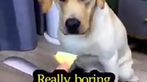 Try to not laughing dog funny video